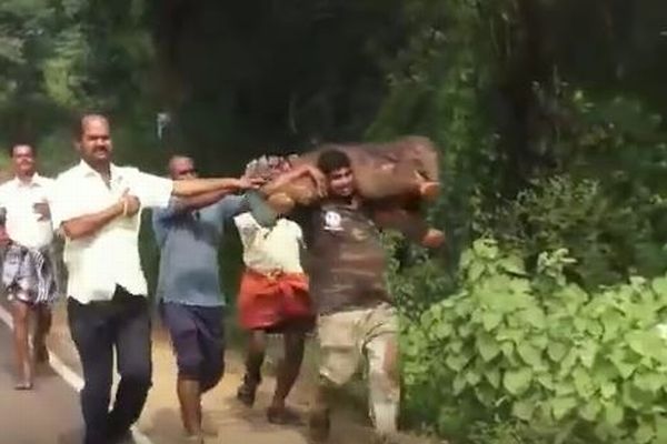 インドの人々が水路から子ゾウを救出、背中に抱えて母親のいる森へ届ける