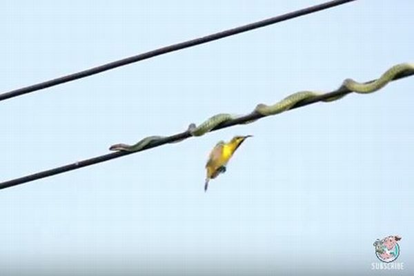 鳥を狙うため、バランスを取りながら電線の上を這うヘビの動画にヒヤヒヤ