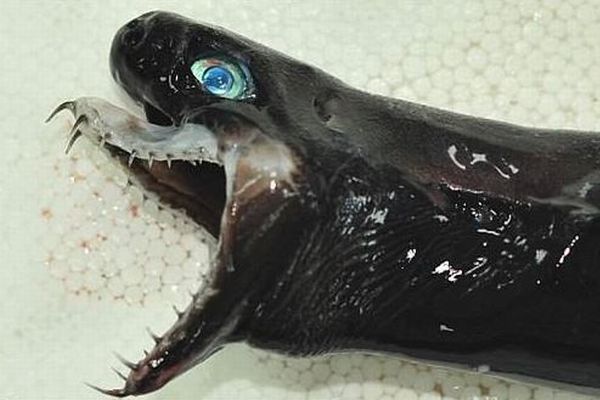 エイリアンのように鋭い歯を突き出す！珍しい深海のサメが台湾で捕獲される
