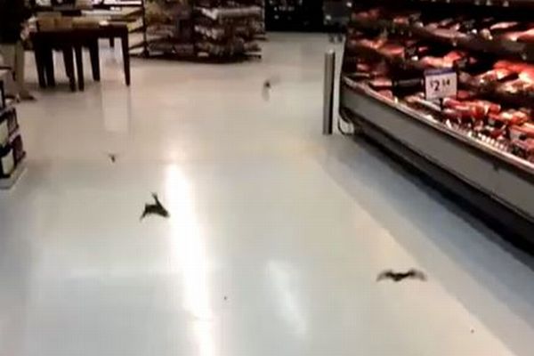 米のスーパーに複数のコウモリが出現、低空飛行で店内を飛び回る
