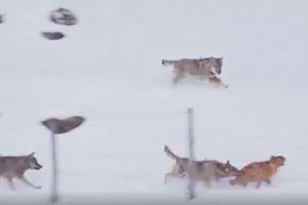3頭のオオカミに狙われたワンコ、間一髪で逃げ切る動画にヒヤヒヤ
