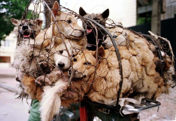 平昌オリンピックの裏で犬肉が食べられているとして世界が注目