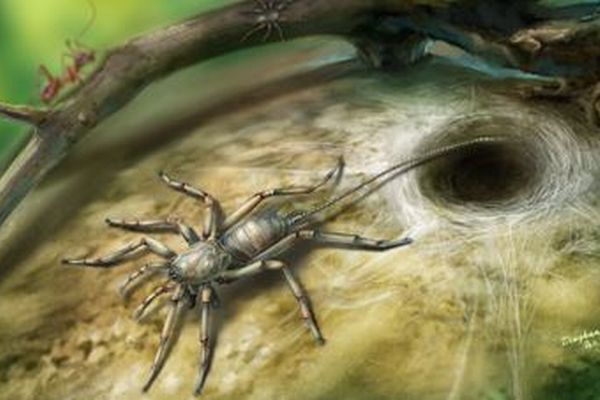 ミャンマーの琥珀から発見されたクモの化石、サソリのような尾がついた新種だと判明
