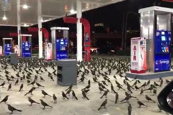 専門家もびっくり！数百羽の鳥がガソリンスタンドに群がる姿が目撃される