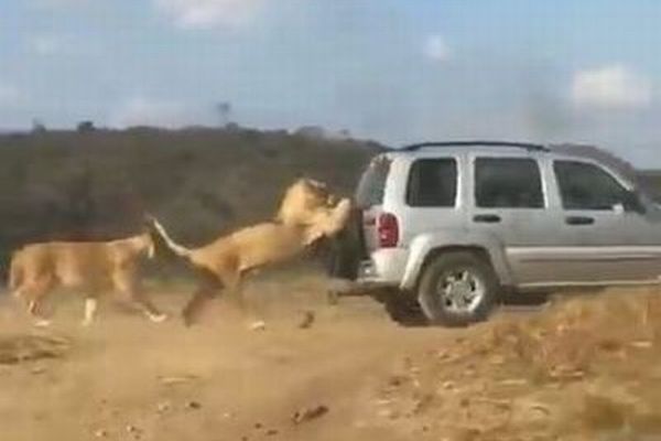 「いかないでくれー」ライオンが車の後部にかぶりついて移動する動画がユニーク