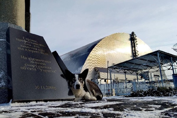 チェルノブイリ原発事故によって捨てられた犬たち、その生き様が胸を打つ