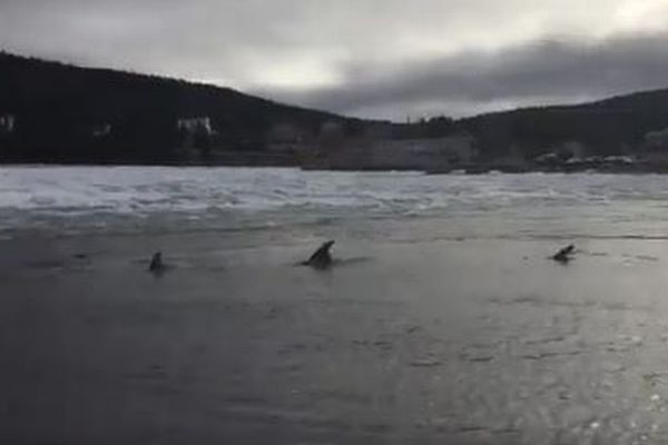 氷に閉じ込められたイルカを救え！カナダの海岸で行われたミッション成功