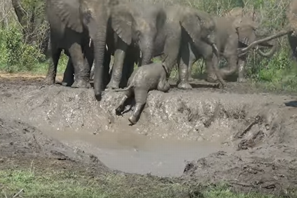 泥の窪みにはまったゾウの赤ちゃん、抜け出そうと必死な姿がかわいい