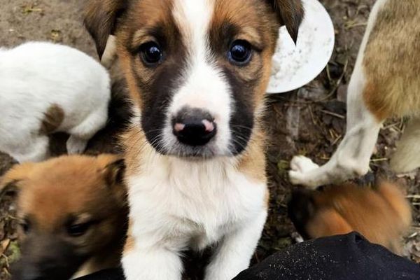 チェルノブイリ原発付近で暮らす子犬たちが、米の家庭に引き取られることに
