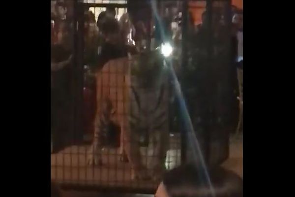 檻の中で怯えるトラ…卒業パーティーで動物を見世物に使った高校に非難殺到