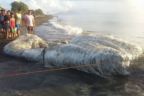 フィリピンの海岸に再び、クジラと思われる白い巨大生物の死骸が打ち上がる