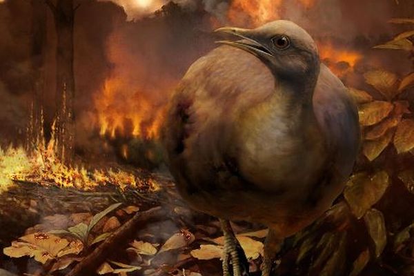 隕石による大量絶滅を生き延びたのは、地上で暮らす鳥の先祖だった：英研究