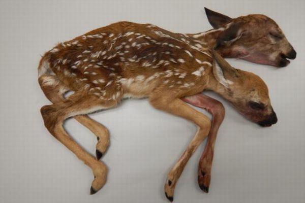 野生では極めて珍しい、2つの頭を持った子鹿がアメリカで発見される