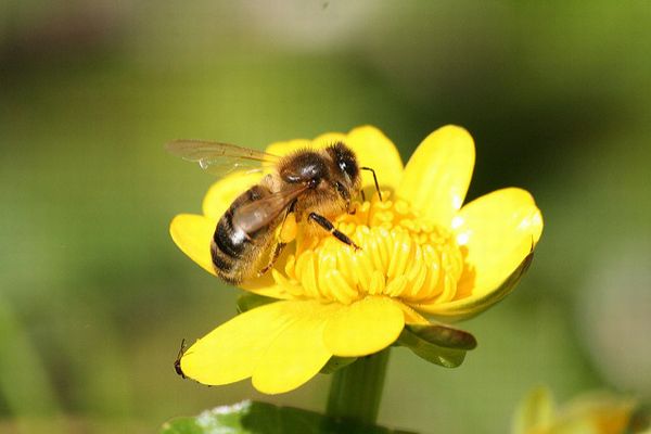 EUがハチに害を与える農薬の屋外使用を禁止、この決定に波紋が広がる