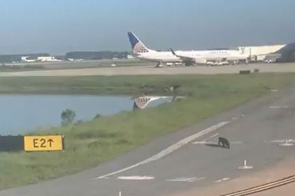 米の空港に着陸した旅客機が滑走路で立ち往生、原因は意外な動物だった！