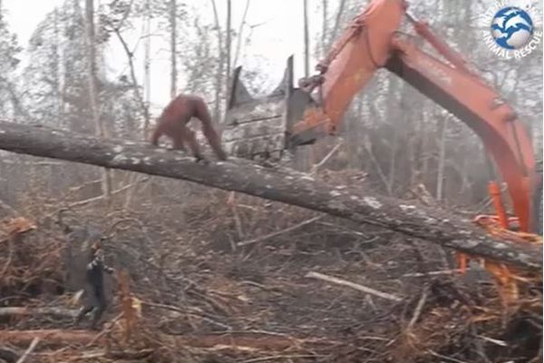 森を守ろうとする野生のオランウータン、伐採する機械に挑む姿が撮影される