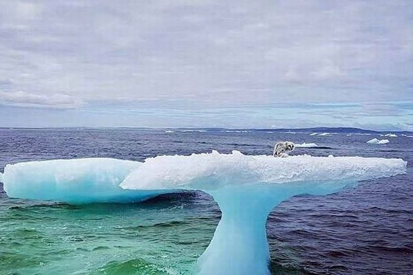 沖合の氷に残され漂流していた北極ギツネ、偶然発見した漁師に救出される