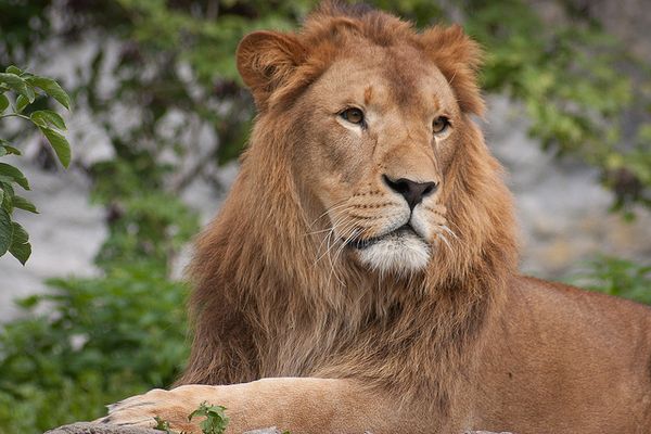 独の動物園が水害に襲われ、ライオンやトラが逃げ出すという偽情報が流れる