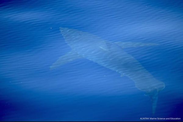 40年以上も姿を消していたホオジロザメ、スペインで泳ぐ姿が確認される