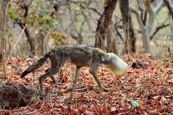 インドでプラスチック容器が頭にはまったオオカミを発見、無事救助に成功