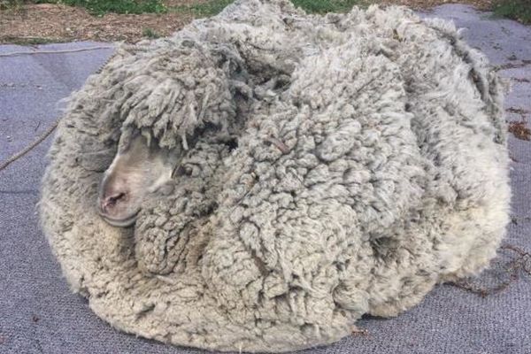 その重さはなんと30kg！驚くほど大量の毛をまとった野生の羊が発見される
