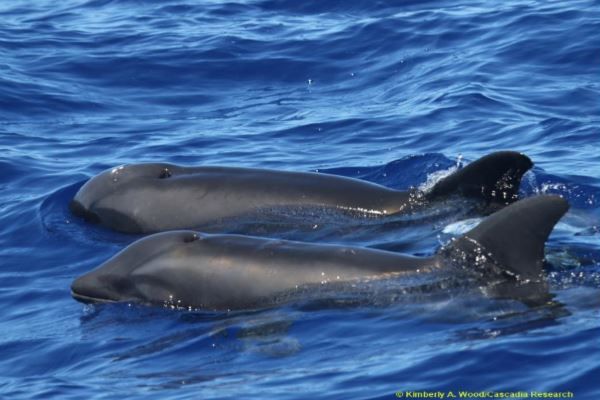 ハワイで発見された生物、遺伝子解析でクジラとイルカとの混血と判明