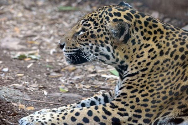 米の動物園でジャガーが脱走、園内にいたアルパカやエミュなど6頭を殺す