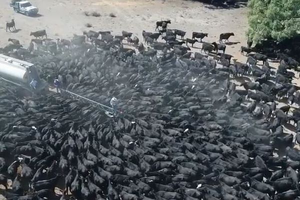 豪で激しい干ばつ、水を求めて給水車に群がる牛たちの映像がショッキング