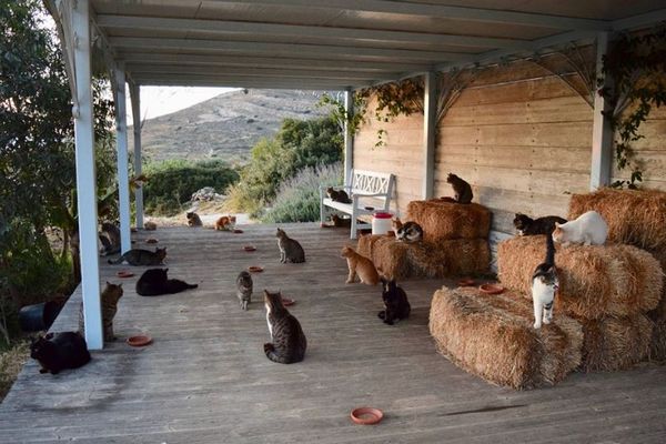 55匹のネコと一緒に暮らすだけでお給料がもらえる！ギリシャでユニークな仕事を募集
