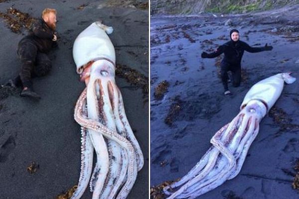 その長さ4メートル以上、NZの海岸に巨大なイカが打ち上げられる