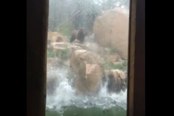 コロラド州にソフトボール大の雹が降り、動物園で飼われていた動物たちが死亡