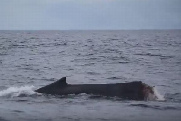 漁網が絡まり、尾びれが失われたザトウクジラの子供が目撃される【動画】
