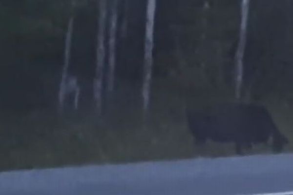 「ゴラム」か？フェイクか？カナダの森で奇妙な生き物らしい姿が撮影される