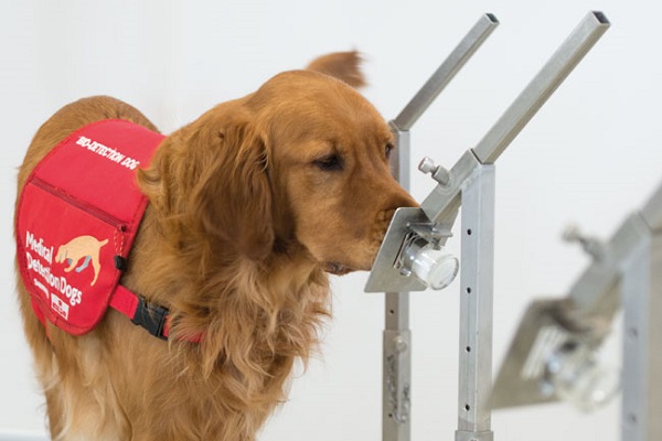 大腸がん患者を臭いでかぎ分ける能力を持つ犬たち、英国の病院で試験的に導入される