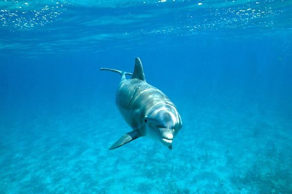 発情したイルカが人間に接近しすぎるとして、仏のビーチが遊泳禁止に