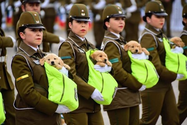 南米のチリで行なわれた軍事パレード、参加した警察犬の子犬たちがかわいすぎる
