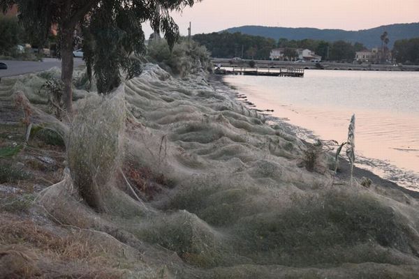 ギリシャで突然、大量のクモの巣が出現、気温の上昇が原因か？