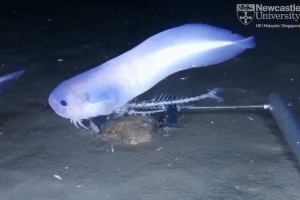 南米沖の深海で3種類の新しい魚を発見、動画の撮影や1匹の捕獲に成功