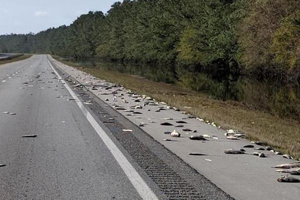 ハリケーン「フローレンス」による影響で、高速道路に大量の死んだ魚が出現