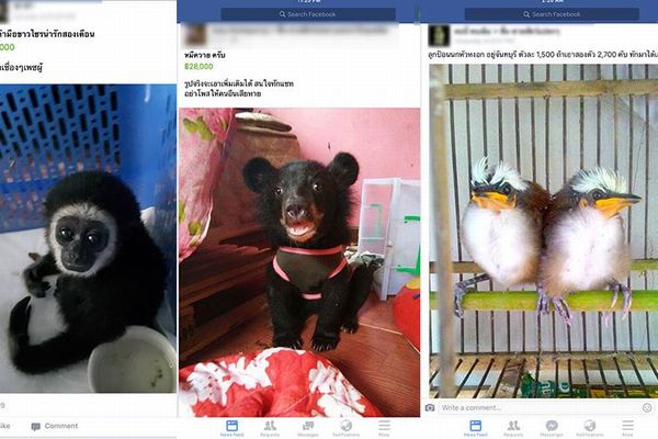 タイでフェイスブックを通して多くの動物を販売、監視団体が警鐘を鳴らす