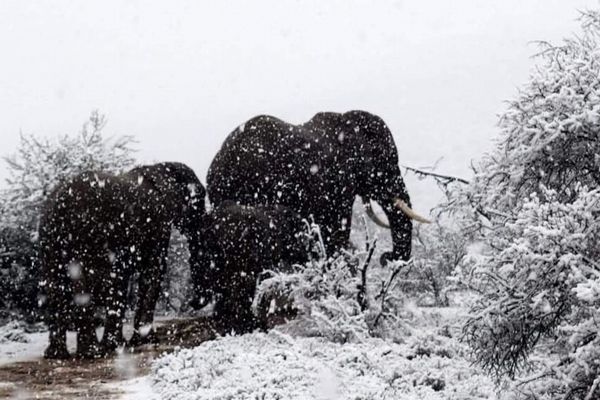 南アフリカで雪と一緒に映った ゾウやキリンの珍しい写真が撮影される Switch News スウィッチ ニュース
