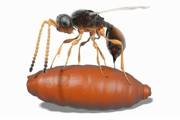 古代のハチがハエの蛹に寄生し成長していた！化石から寄生の証拠が明らかに