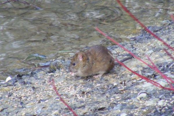 世界で初めて、ネズミから人間にE型肝炎が感染する症例を確認