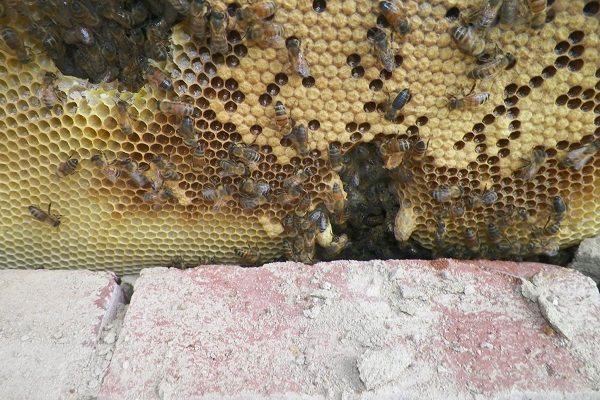 蜜蜂のプロも驚いた！民家の壁の中から出てきた超巨大な巣に8万人がリアクション