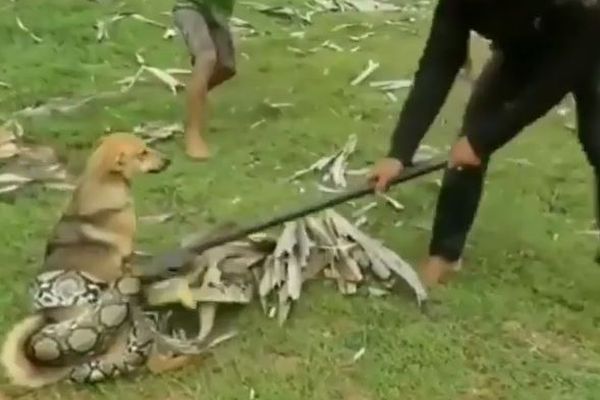 大きなヘビに襲われた犬を救うため、3人の少年が協力して戦いを挑む