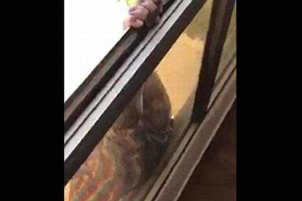 【閲覧注意】窓から落下するメイドを助けず、撮影し続けたクウェート人の女に有罪判決