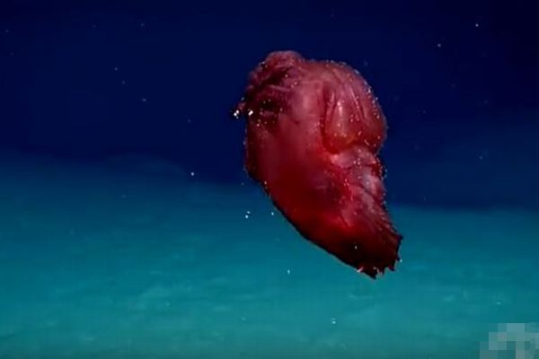 「頭のないモンスター」と呼ばれる珍しい生物、南極付近の深海で撮影に成功