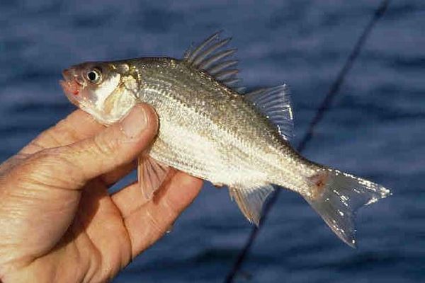キャッチ・アンド・リリースしても、釣り針の傷が魚に影響を与えている：米研究