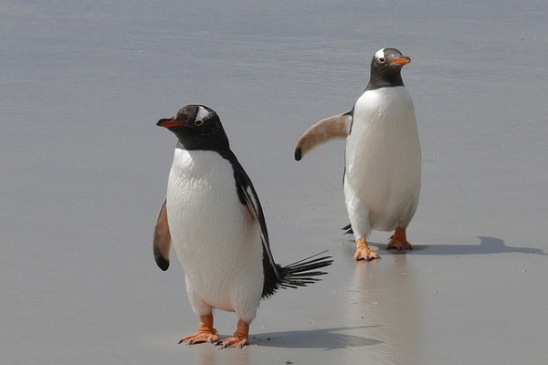動物の世界にもLGBTが？オーストラリアでオス同士のペンギンカップルが話題に