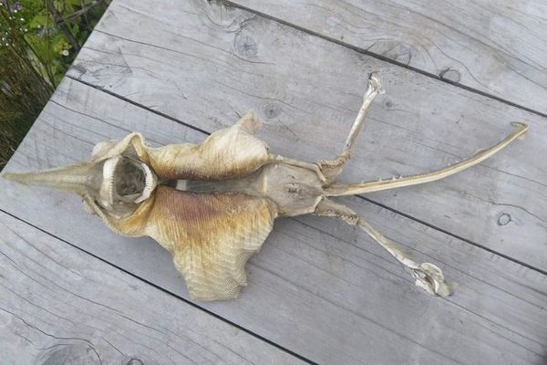 まるでエイリアンの骨のよう！NZに打ち上げられた生物の死骸に住民も困惑